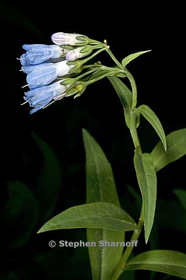 mertensia ciliata var stomatechoides 3 graphic